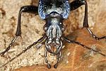 carabus-intricatus-detail-foto-benisch