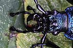 carabus-intricatus-detail-foto-rydzi