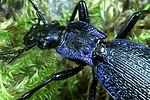carabus-intricatus-detail-foto-weidlich