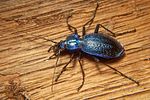carabus-intricatus-foto-koehler