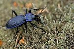 carabus-intricatus-foto-leo