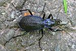 carabus-intricatus-foto-opitz