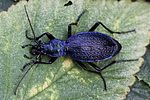 carabus-intricatus-foto-rydzi
