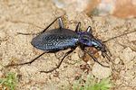 carabus-intricatus-foto2-benisch