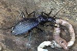 carabus-intricatus-prey2-foto-weidlich