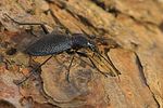 carabus-intricatus2-foto-goebelberggold