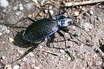carabus-intricatus2-foto-haug