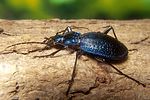 carabus-intricatus2-foto-koehler