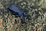 carabus-intricatus2-foto-leo