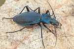 carabus-intricatus2-foto-swadzba