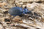 carabus-intricatus3-foto-koehler