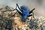 carabus-intricatus3-foto-swadzba