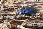 carabus-intricatus4-foto-koehler