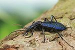 carabus-intricatus4-foto-swadzba