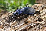carabus-intricatus5-foto-koehler