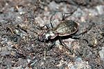 carabus-irregularis-foto-haug