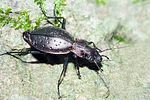 carabus-irregularis-foto-krejcik