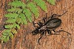 carabus-irregularis-foto-leo