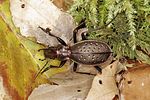 carabus-irregularis-male-foto-benisch