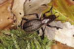 carabus-irregularis-male-foto2-benisch