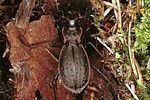 carabus-irregularis-montandoni-female-foto-polacek