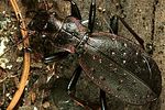 carabus-irregularis-montandoni-male-foto-polacek