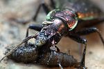 carabus-irregularis-prey-foto-weidlich