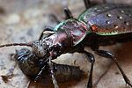 carabus-irregularis-prey2-foto-weidlich