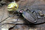 carabus-irregularis-prey3-foto-weidlich