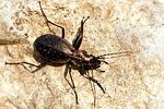 carabus-irregularis2-foto-endelweber