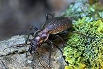 carabus-irregularis2-foto-weidlich