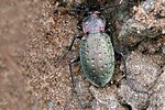 carabus-latreilleanus-foto-franzini