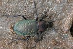 carabus-latreilleanus2-foto-franzini