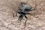 carabus-lefebvrei3-foto-fjkoehler