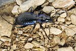 carabus-lefebvrei4-foto-fjkoehler