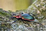 carabus-lineatus-foto-castro