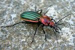 carabus-lineatus-lateralis-foto-fremlin
