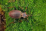 carabus-linnei-foto-krejcik