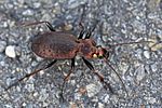 carabus-linnei-foto-rydzi