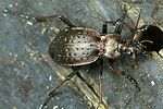 carabus-linnei-foto-weidlich
