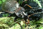 carabus-linnei-prey2-foto-weidlich
