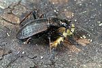carabus-linnei-prey4-foto-weidlich