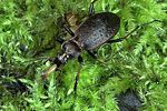 carabus-linnei-prey5-foto-weidlich