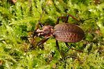 carabus-linnei2-foto-koehler