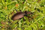 carabus-linnei3-foto-koehler
