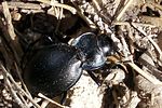 carabus-lusitanicus-foto-martinez