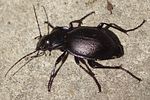 carabus-lusitanicus-helluo-foto-martinez