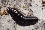 carabus-lusitanicus-helluo-larva-foto-martinez