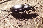 carabus-lusitanicus-helluo2-foto-martinez