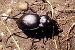 carabus-lusitanicus-helluo3-foto-martinez